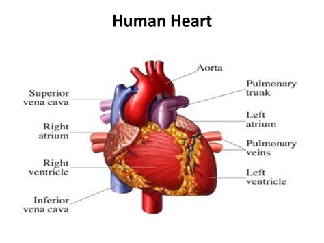 The Human Heart Cpr Certification Online First Aid Training Class