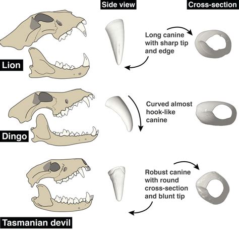How The Canine Teeth Of Carnivorous Mammals Evolved To Make Them Super