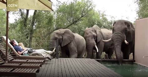 Safari Tourists Unbelievable Encounter With Herd Of Elephants