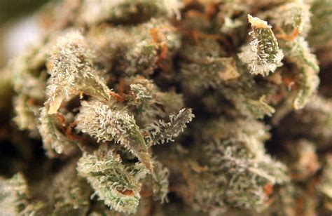 Deep Purple Kush Strain Review