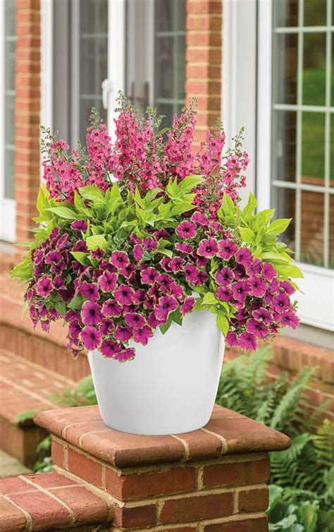 When looking for container plants for full sun, check out these thrillers, fillers, and spillers that have my biggest grouping to work with is the one with container plants for full sun. Pin by Kris Halliwell on Pots | Container flowers ...