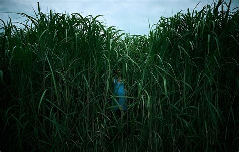 in the tall grass review a mess of a horror film