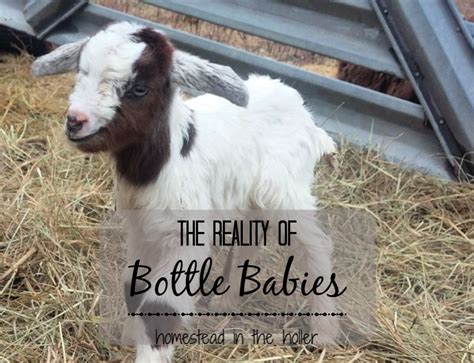 The following information about how to bottle feed a baby goat kid is based on over 25 years of experience with dairy goats and bottle feeding baby goats successfully at quaker farm. Reality of Bottle Babies | Baby bottles, Goats, Baby goats