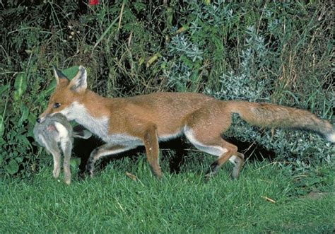 This Is An Example Of Predator Prey Relationship A Fox Eats Rabbit
