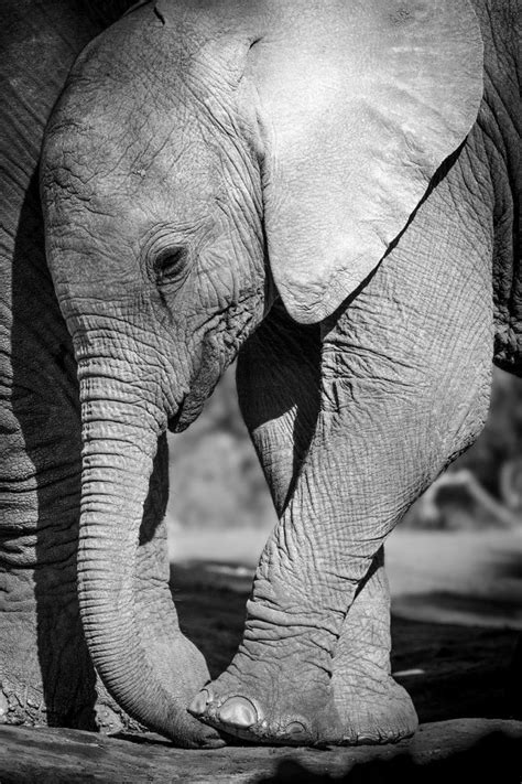 Elephant Calf 2 Lodge Shots