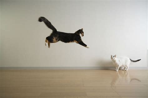 Cats That Can Fly 59 Pics
