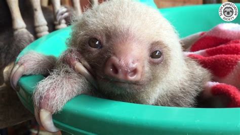 Baby Sloths Learn To Climb Youtube