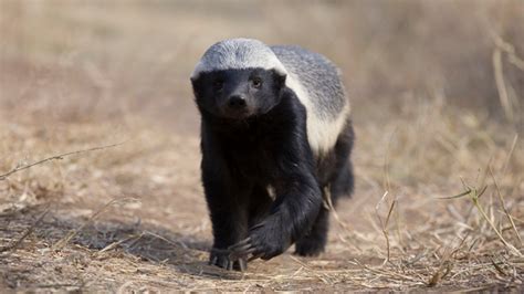 The Mighty Weasel Are Honey Badgers One Of The World S Smartest