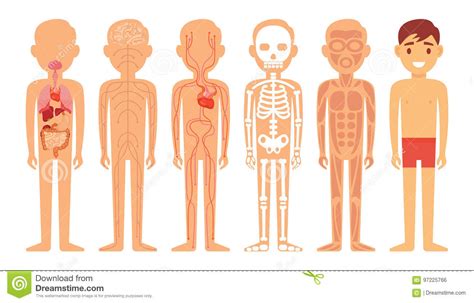 Different Systems Of Human Body Diagram Illustration Stock