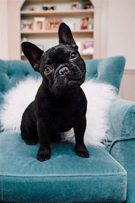 Amazing All Black French Bulldog Of The Decade Don T Miss Out Bulldogs