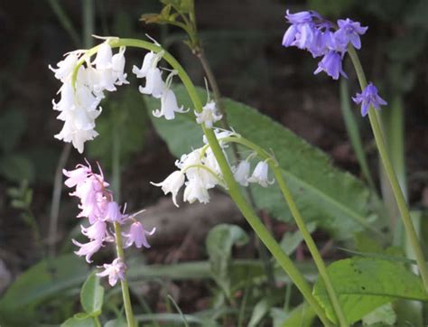 How To Grow English Bluebells From Seed Hubpages