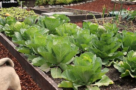 Some gardeners prefer stone to wood for their beds because there is less maintenance. Raised Garden Beds - Cabbage, Beans, Tomatoes, Potatoes ...