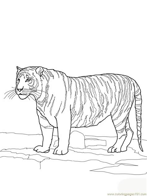 Coloring Pages White Bengal Tiger Animals Tiger Free Printable