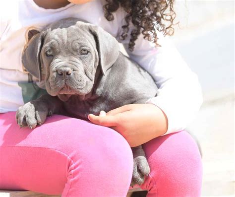 They were highly valued by hunters and farmers the cost to buy a cane corso mastiff varies greatly and depends on many factors such as the breeders' location, reputation, litter size, lineage of the. cane corso puppy for sale in Concord and breeders of cane ...