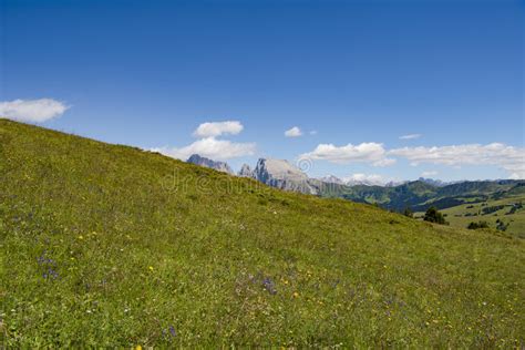 Wildflower Meadow In Alps Stock Photo Image Of Valley 96619698