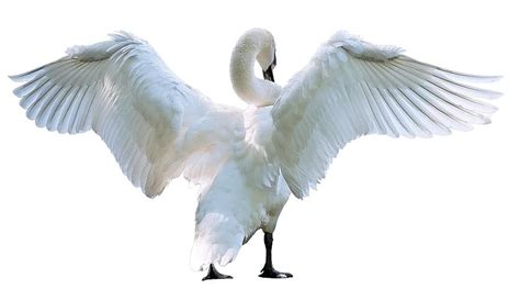 Swan Bird White Nature Elegance Animal Grace Wildlife Graceful