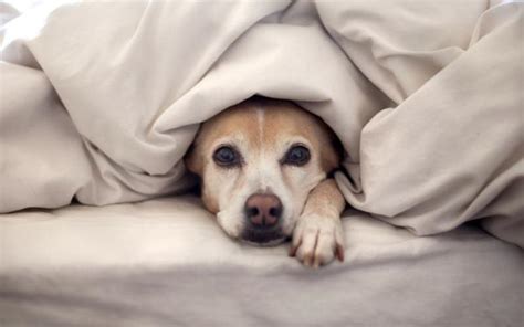 Medicamento Efectivo Para Los Perros Con Miedo A Los Fuegos Artificiales