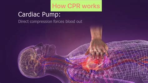 How Cpr Cardiopulmonary Resuscitation Works Youtube