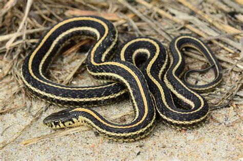 10 Dangerous Types Of Snakes Found In Minnesota World Wire