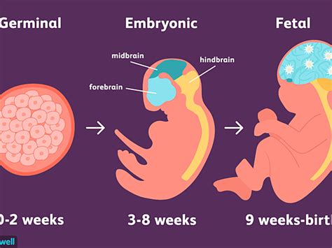 Prenatal Timeline Timetoast Timelines
