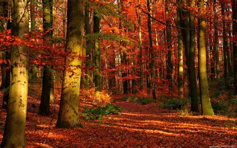Autumn Forest Wallpaper 6976092