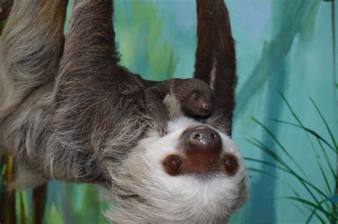Buttonwood Park Zoo In New Bedford Unveils New Baby Sloth Abc6