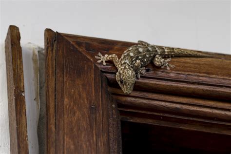 Vor einen halben jahr wollten mein mann und ich unser wohnzimmer neu renovieren. Gecko am Türrahmen Foto & Bild | tiere, wildlife ...