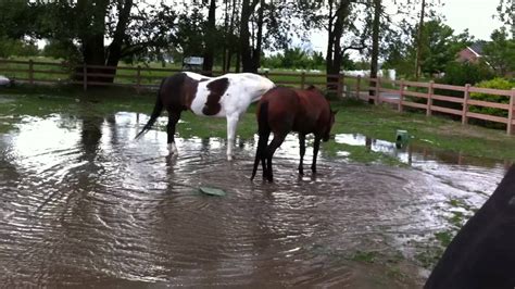 Horses Playing In Water Youtube