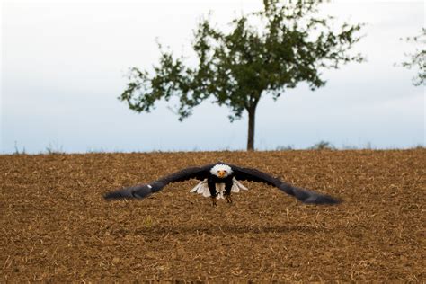 Free Images Nature Field Prairie Fly Crop Usa Soil Agriculture