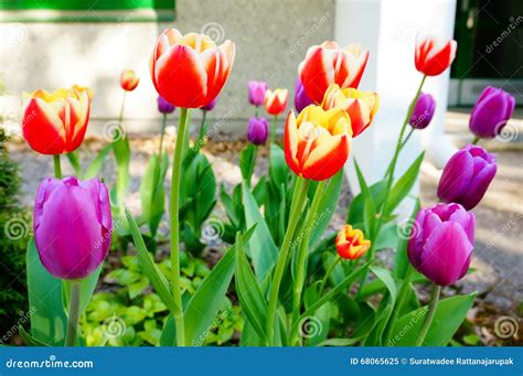 Beautiful Tulips In Spring Stock Image Image Of Plant 68065625