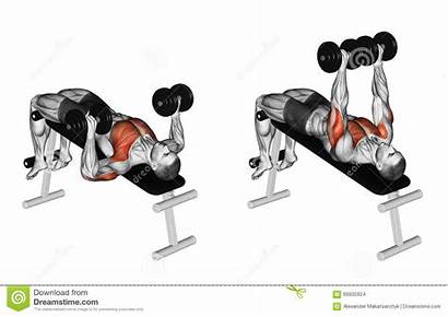 Press Bench Decline Dumbbell Muscles Target Steps