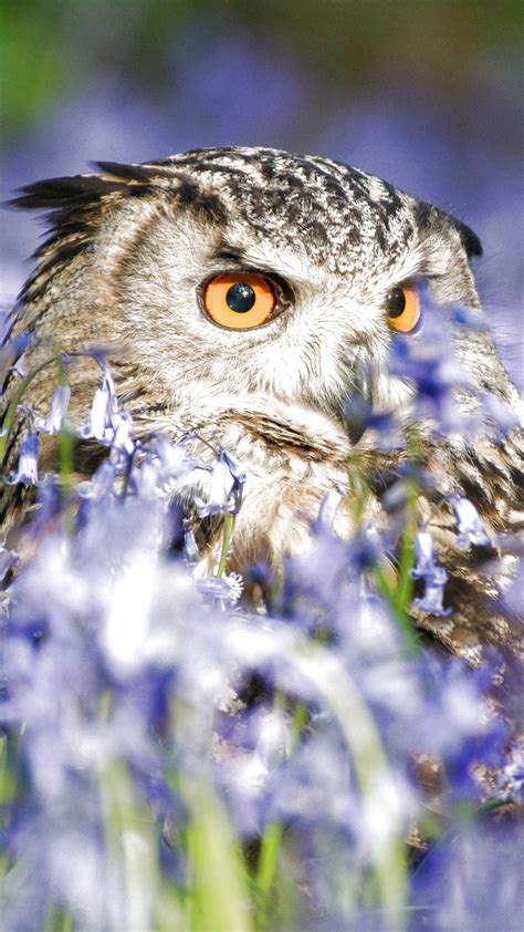 Owl iPhone Wallpaper HD (80+ images)