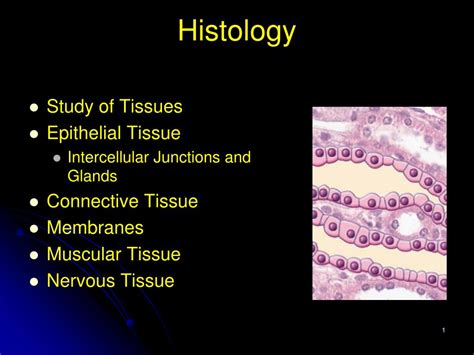 Ppt Histology Powerpoint Presentation Free Download Id6073286
