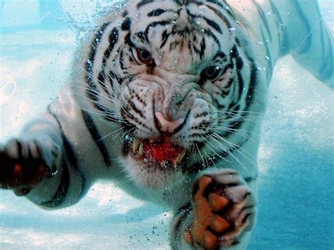 Tiger Underwater Wallpapers Top Free Tiger Underwater Backgrounds
