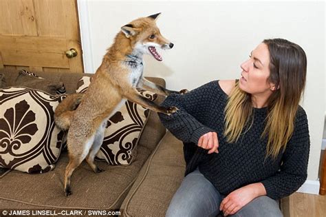 Hertfordshire Mum Keeps Domesticated Fox Daily Mail Online