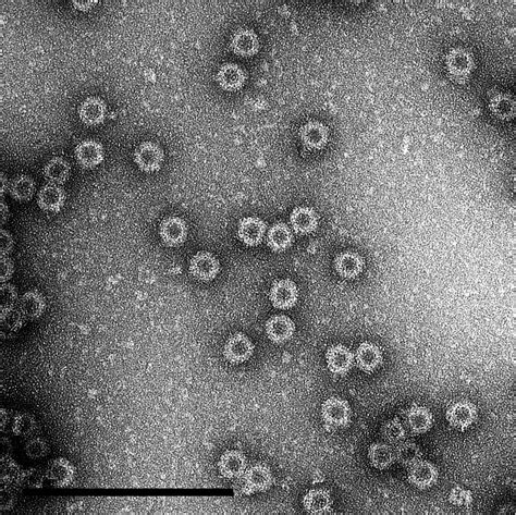 Parvovirus Vp2 Recombinant Protein The Native Antigen Company