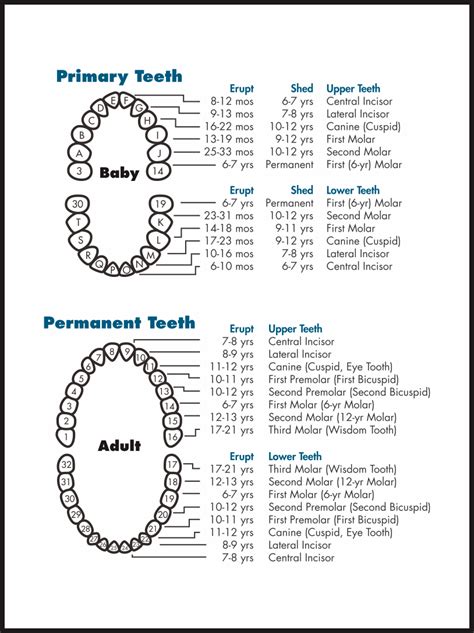 Adult Tooth Chart Printable Teeth Shape Nice Teeth Dental Teeth