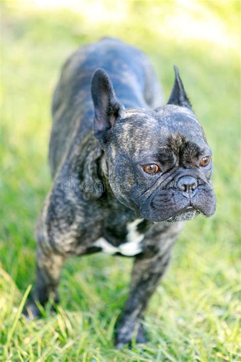 Akc registered vet check all documents included📖📖 shipping world wide🛫🛫 potty trained california🏩🏩. French Bulldog Selfie Stock Photos - Download 87 Royalty ...