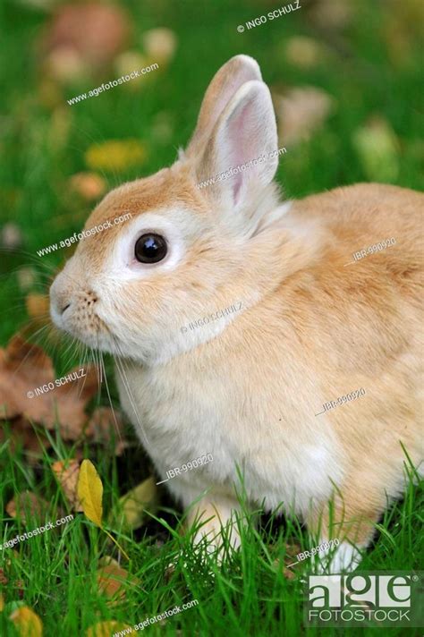 Dwarf Rabbit In The Meadow Stock Photo Picture And Rights Managed