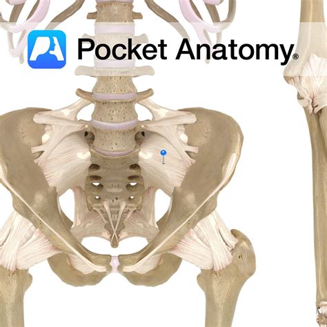 Anterior Sacroiliac Ligament Pocket Anatomy