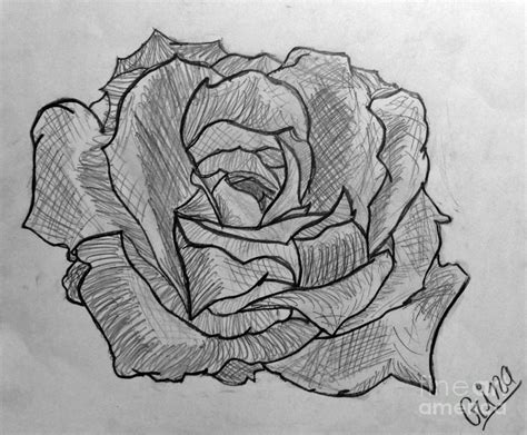 Black Rose Drawing By Djurdjina Jovanovic
