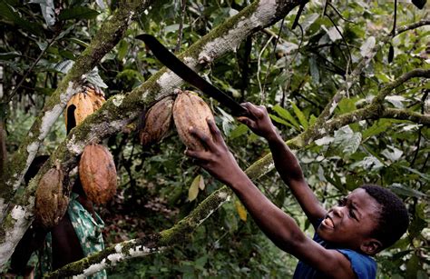 Human Trafficking And Child Labor In The Chocolate Industry