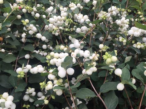 Buy Snowberry Symphoricarpos Hedging Plants View Our Varieties