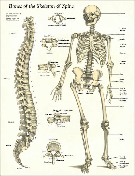 Pictures of broken bones and stress fractures. Bones of the Skeleton and Spine Poster - Clinical Charts and Supplies