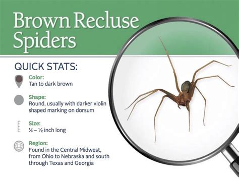 Brown Recluse Spider Bite Antibiotics
