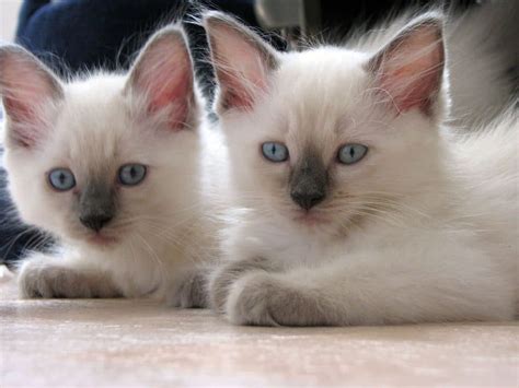 Chat Ragdoll Caractère Prix Et Entretien Lebernard