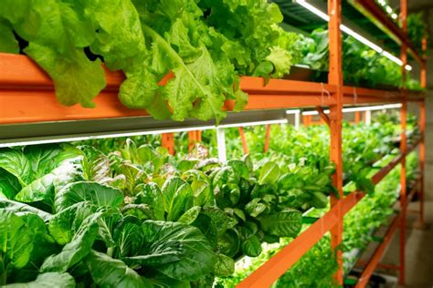Vertical Farming How To Start Vertical Farms At Home