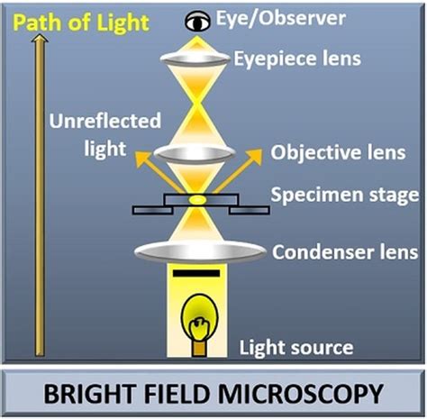 Bright Field Microscope Facts And Faqs