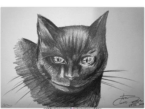 Ilustración Tradicional Carboncillo Gato Negro Estudio Flickr