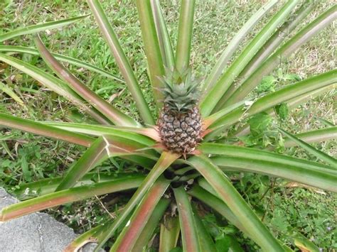 How Do Pineapples Grow